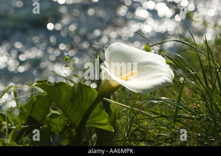 Calla ( Aracetae ) Calla palustris Foto Stock