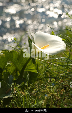 Calla ( Aracetae ) Calla palustris Foto Stock