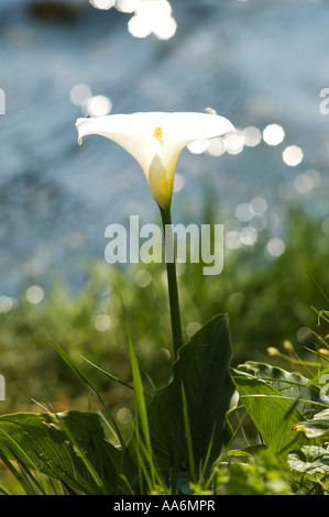 Calla ( Aracetae ) Calla palustris Foto Stock