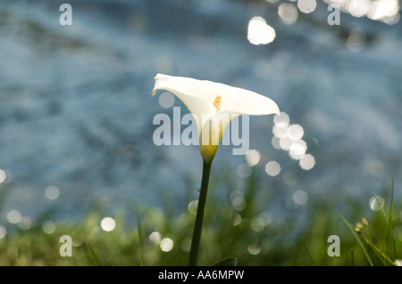 Calla ( Aracetae ) Calla palustris Foto Stock