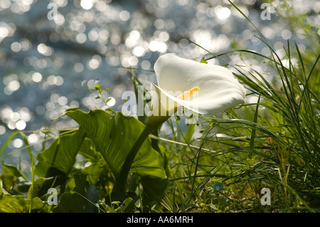 Calla ( Aracetae) Calla palustris Foto Stock