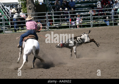 Rodeo Alberta Canada Team roping Foto Stock