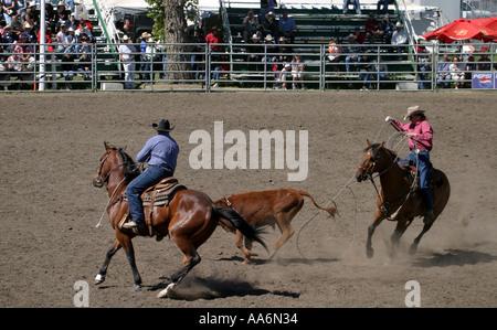 Rodeo Alberta Canada Team roping Foto Stock