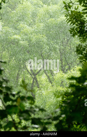 Estate torrenziale pioggia stagionale nella foresta pluviale temperata, bosco, Wales, Regno Unito. Foto Stock