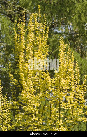 Molla gialla GOLDEN ELM Ulmus hollandica Dampieri Aurea, U. hollandica Wredei Foto Stock