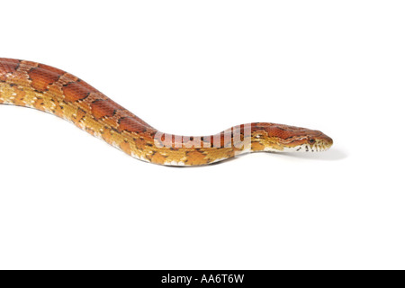 Un studio fotografia di un serpente di mais. Foto Stock