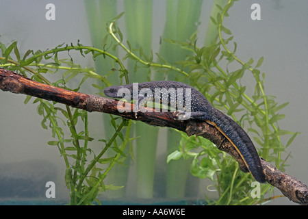 Grande tritone crestato italiano Triturus cristatus Foto Stock