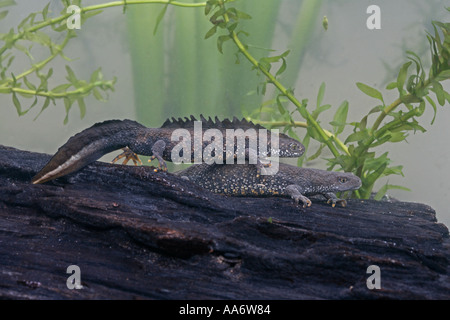 Grande tritone crestato italiano Triturus cristatus Foto Stock