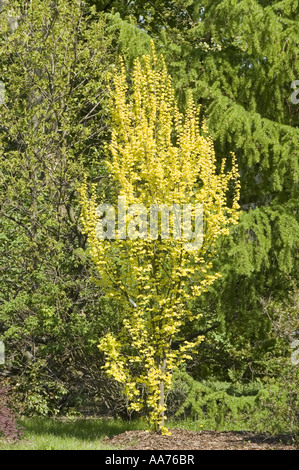 Molla gialla GOLDEN ELM Ulmus hollandica Dampieri Aurea, U. hollandica Wredei Foto Stock