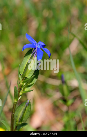 Gentiana utriculosa Baviera Germania Europa Foto Stock