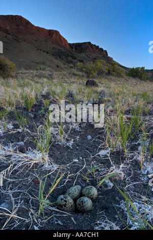 Le uova nel nido Foto Stock