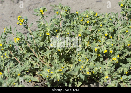 Molla di giallo dei fiori di giallo bugloss; Giallo gromwel - Boraginaceae - Alkanna orientalis Foto Stock