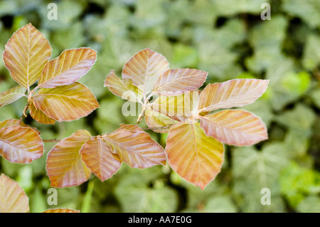 Primo piano di foglie di primavera fresche su un faggio viola (Fagaceae Fagus sylvatica f pura) su sfondo verde sfocato. Foto Stock