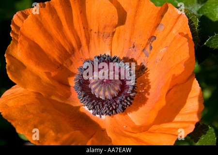 In prossimità di una luce arancione brillante fiore di papavero deselezionando mostra il stami ed esso s viola scuro il polline Foto Stock