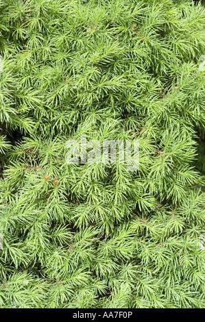 La nana bianca Alberta spruce - Picea glauca conica close up, Canada, America del Nord Foto Stock