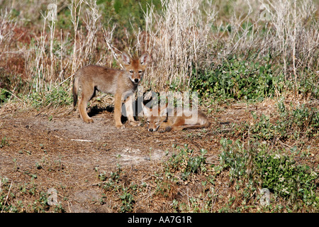 Coyote cuccioli giocando appena al di fuori della loro den. Foto Stock