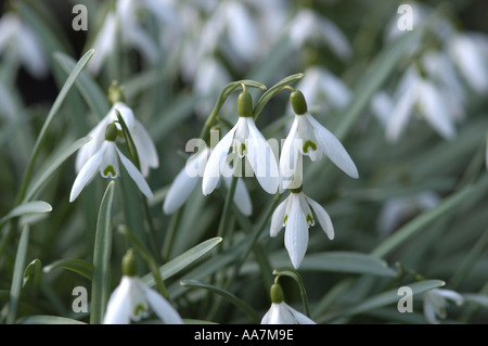 Primo piano di Snowdrops fiori bianchi di neve che crescono in giardino in inverno galanthus nivalis Inghilterra UK Regno Unito GB Gran Bretagna Foto Stock