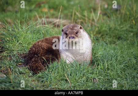 Lontra Lutra lutra giovani sulla banca Foto Stock