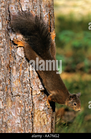 Scoiattolo rosso Sciurus vulgaris sul tronco di albero Formby punto 2004 Foto Stock