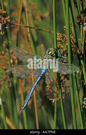 L'imperatore libellula Anax imperator maschio Cornwall estate 2005 Foto Stock
