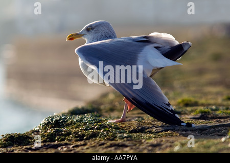 Herring gull Larus argentatus allungamento alare Cornovaglia Foto Stock
