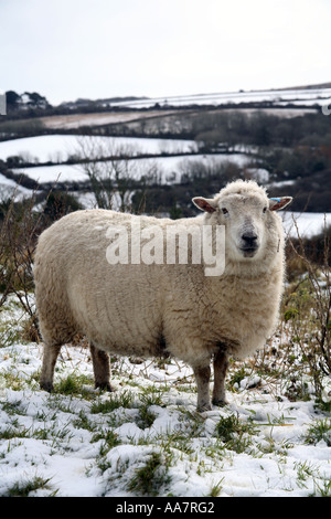 Pecore in inverno Neve Cornovaglia Foto Stock