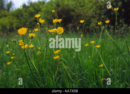 Prato ranuncolo ranunculus acris soffiando nel vento Foto Stock