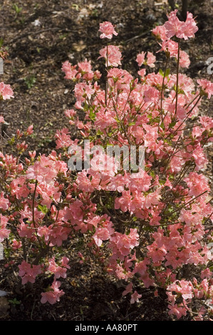 Kyushu Azalea rosa in fiore - Ericaceae - fiori di Rhododendron kiusianum Makino in un giardino giapponese che mostra delicati petali di primavera. Foto Stock