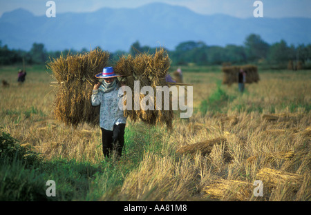 Borgo raccolto di riso al di fuori di Padang nr Phrae nord della Thailandia Foto Stock