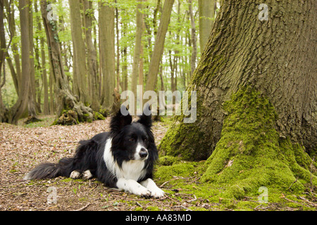 Alert Border Collie attende in legno di Carpino in primavera Kent Foto Stock