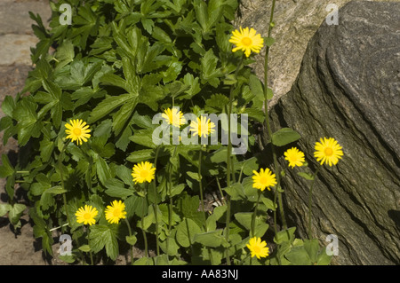 Molti gialle di montagna giardino di roccia, fiori di primavera di grande Leopard's Bane - Doronicum pardalianches Foto Stock