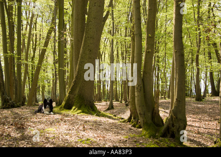 Obbedienti Border Collie attende pazientemente in legno di Carpino in primavera Kent Foto Stock