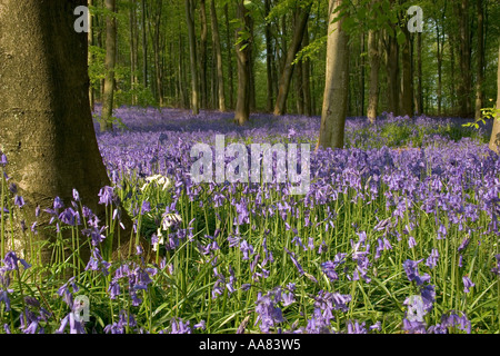 La primavera con tappeti delle Bluebells nel Sussex legno Foto Stock