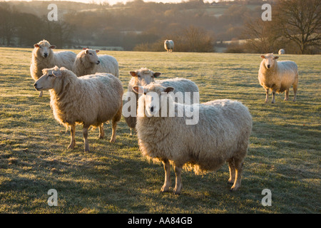 Pecore gravide in campo frosty Kent Foto Stock