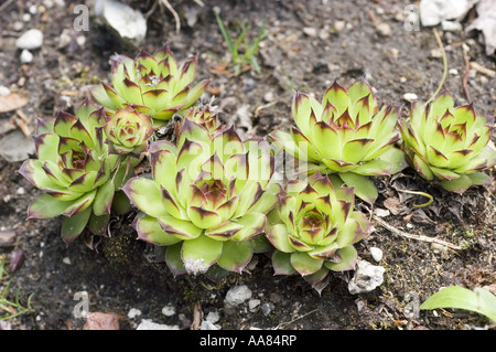 Green Houseleeks o Liveforever (Sempervivum tectorum) piante succulente che crescono nel suolo. Rosette da giardino della famiglia Crasullaceae. Foto Stock