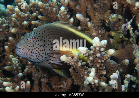 Freckled hawkfish Paracirrhites forsteri Foto Stock