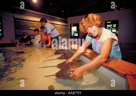 Elk218 3034 Carolina del nord Isola Roanoke Manteo N Carolina Aquarium touch tank Foto Stock