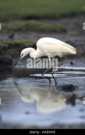 Garzetta Egretta garzetta ricerca per pesci di Cornovaglia Foto Stock