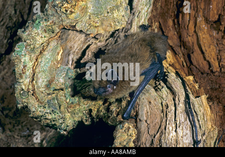 Pipistrelle bat Pipistrellus pipistrellus sul log Cornovaglia Foto Stock