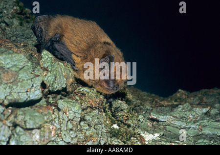 Pipistrelle bat Pipistrellus pipistrellus su un log Cornovaglia Foto Stock