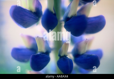 Close-up di Lupin Foto Stock