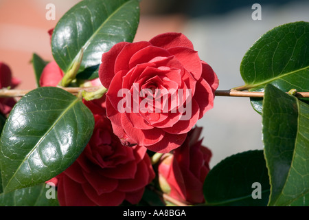 Primo piano della Camellia ibrido, pizzo nero Foto Stock