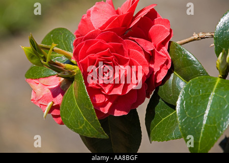 Primo piano della Camellia ibrido, pizzo nero Foto Stock