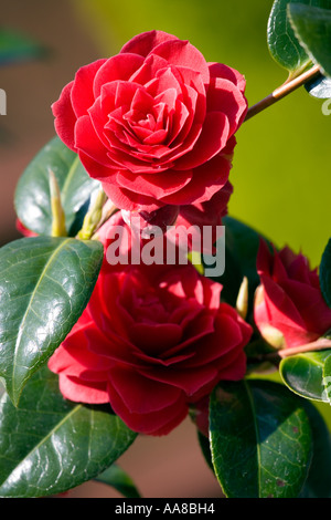 Primo piano della Camellia ibrido, pizzo nero Foto Stock