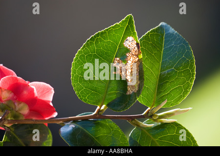 Primo piano della Camellia ibrido, pizzo nero con foglia danneggiata Foto Stock