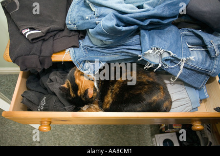 Gatto dorme in un cassetto aperto Foto Stock