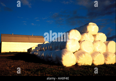 In plastica di balle di fieno in un ranch di bestiame in New Brunswick canada Foto Stock