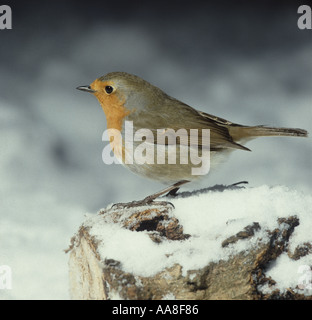 Robin arroccato su un registro nella neve Foto Stock