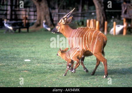 Femmina di antilope Bongo con baby Monte Kenya orfanotrofio in Kenya Africa orientale il bambino viene eseguito insieme a sua madre Foto Stock