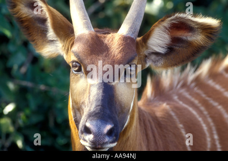 Close up ritratto di Bongo antilopi Kenya Africa orientale Foto Stock